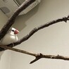 鳥たちの同居人