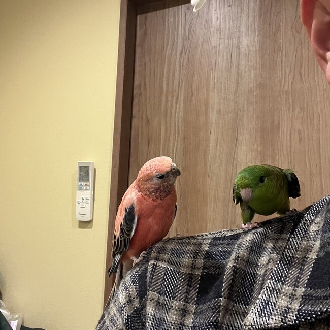 鳥たちの同居人のカバー写真