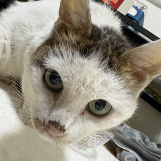 メス。避妊ワクチン各種検査済み。譲渡費無料。