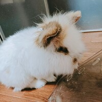 仙太郎