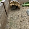 さがゆー