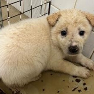 緊急！生後1ケ月の可愛い子犬　6月16日迄