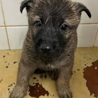 緊急！生後1ケ月の可愛い子犬　6月16日迄