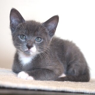 グレー白子猫　ナイロビ君　里親様募集中！