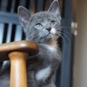 グレー白子猫　ナイロビ君　里親様募集中！ サムネイル3