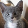 グレー白子猫　ナイロビ君　里親様募集中！ サムネイル4