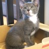 グレー白子猫　ナイロビ君　里親様募集中！ サムネイル5