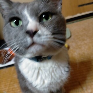 人懐こくて甘えん坊の靴下っ子　推定2〜3歳