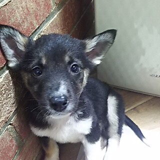 保護犬！里親様緊急募集！