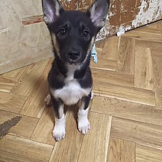 保護犬！里親様緊急募集！