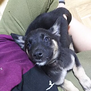 保護犬！里親様緊急募集！