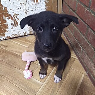 保護犬！里親様緊急募集！