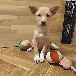 保護犬！里親様緊急募集！