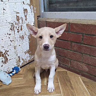 保護犬！里親様緊急募集！