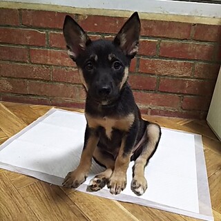 保護犬！里親様緊急募集！