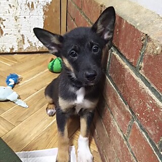 保護犬！里親様緊急募集！