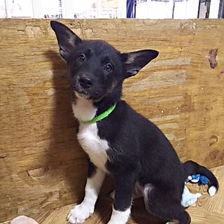 保護犬！里親様緊急募集！