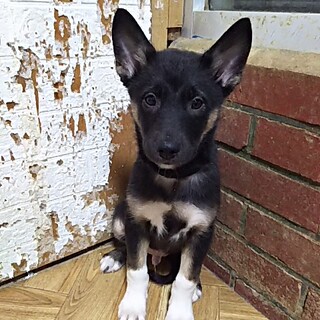 保護犬！里親様緊急募集！