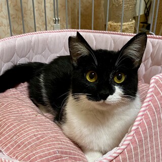 まんまるお目々の白黒女の子