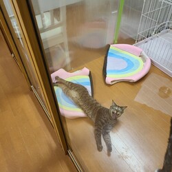 第３７回大口猫の会譲渡会