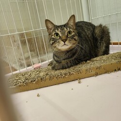 第３７回大口猫の会譲渡会 サムネイル2