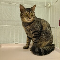 第３７回大口猫の会譲渡会 サムネイル3