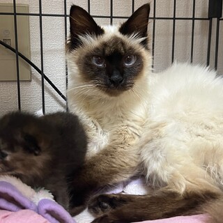 毛長の美人猫メルちゃん