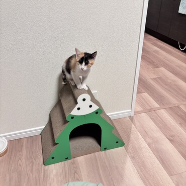 の写真