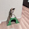 の写真