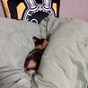 Do not disturb