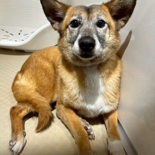 小柄で大きな立耳が可愛い【美笑(みえみ)】ちゃん♩