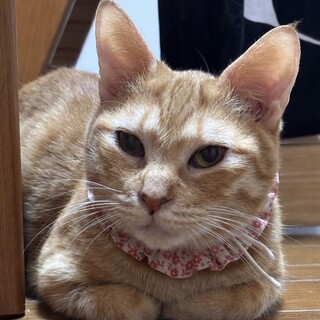 人にも猫にも甘えん坊の❤︎キーラちゃん