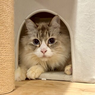 奈良県多頭飼育崩壊でレスキュー⭐︎もふもふ君