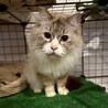 奈良県多頭飼育崩壊でレスキュー⭐︎もふもふ君 サムネイル2