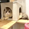 奈良県多頭飼育崩壊でレスキュー⭐︎もふもふ君 サムネイル3