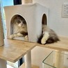 奈良県多頭飼育崩壊でレスキュー⭐︎もふもふ君 サムネイル4
