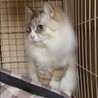 奈良県多頭飼育崩壊でレスキュー⭐︎もふもふ君 サムネイル5