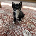 ハチワレ4兄弟！！