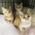 ★かわいい３兄妹★