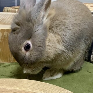 保護うさぎ・いっちゃちゃん（師走っこ2世）