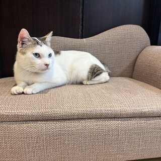 ゴロゴロマシーン　だいちゃん