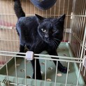 黒猫　行き場の無い猫を助けていただける方