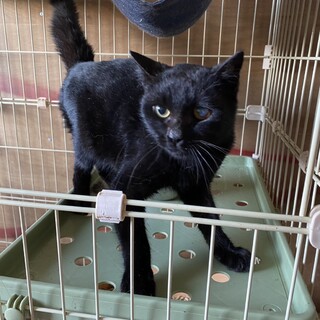 黒猫　行き場の無い猫を助けていただける方