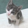 グレーハチワレ仔猫　スーダン君　里親様募集★ サムネイル4