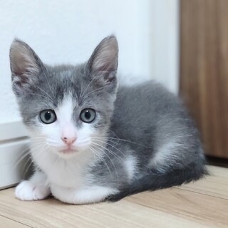 グレーハチワレ仔猫　スーダン君　里親様募集★