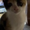 ななし