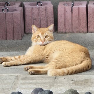 小顔イケメンの茶トラ君 1歳