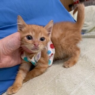 人懐こい可愛い茶とら たんぽぽ君