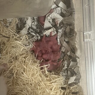 今産まれました