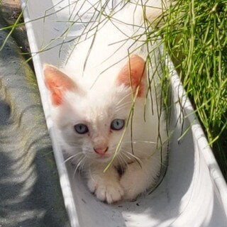 優しい里親さん募集しています